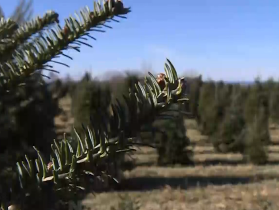 Luxemburg Christmas tree farm helps create family memories NBC26 WGBA