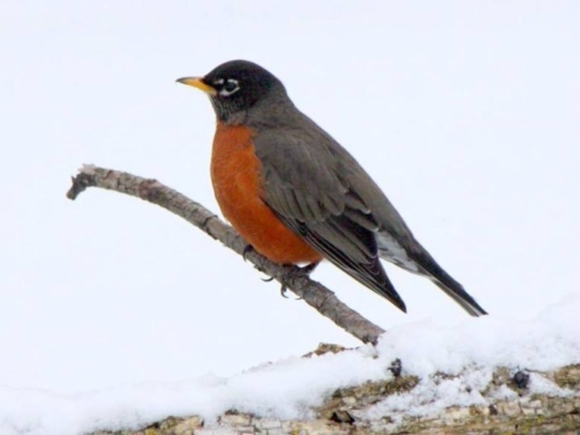 How you can help robins struggling in the snow - NBC26 WGBA-TV Green ...